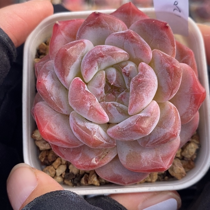 1201-512，粉魄1个