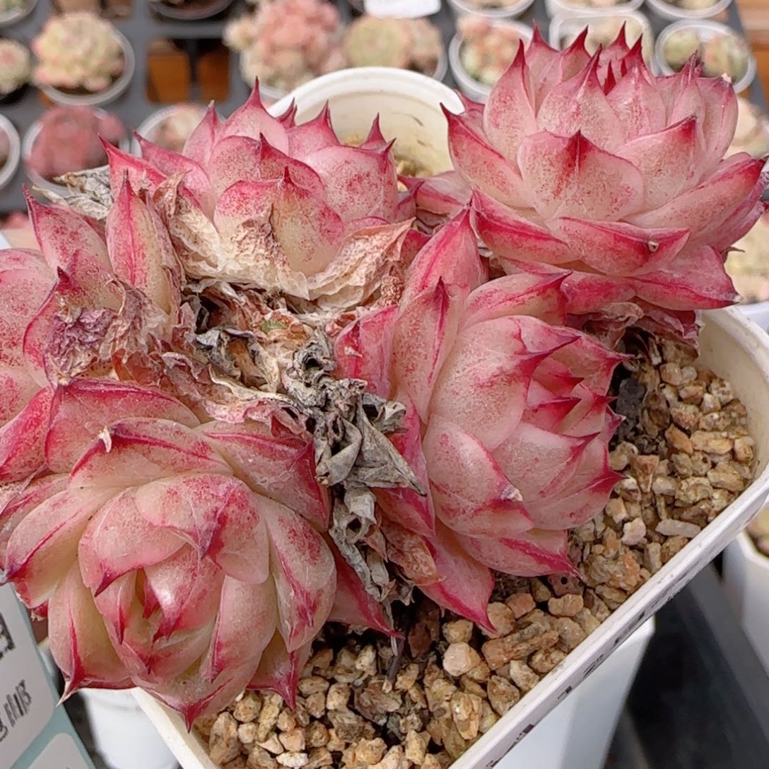 花语多肉1226-264散