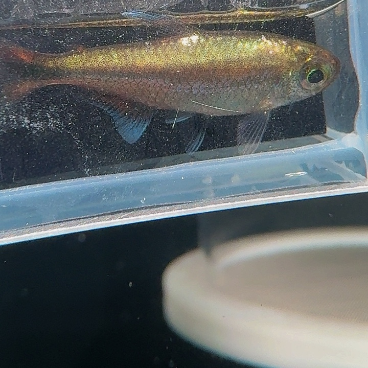 灯科鱼左下缸-13 2黑点白金赤霞3cm左右 1条