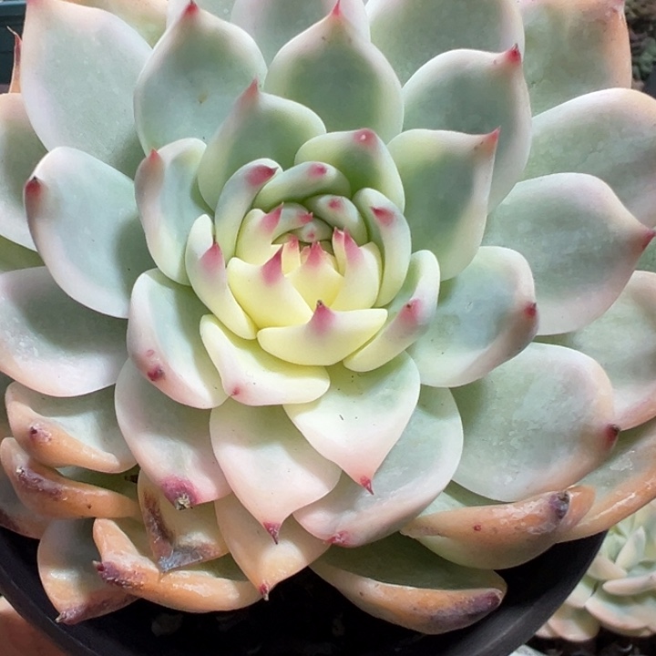 吉娃娃锦多肉植物557