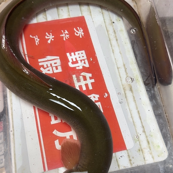 野生鳗鱼包活到家