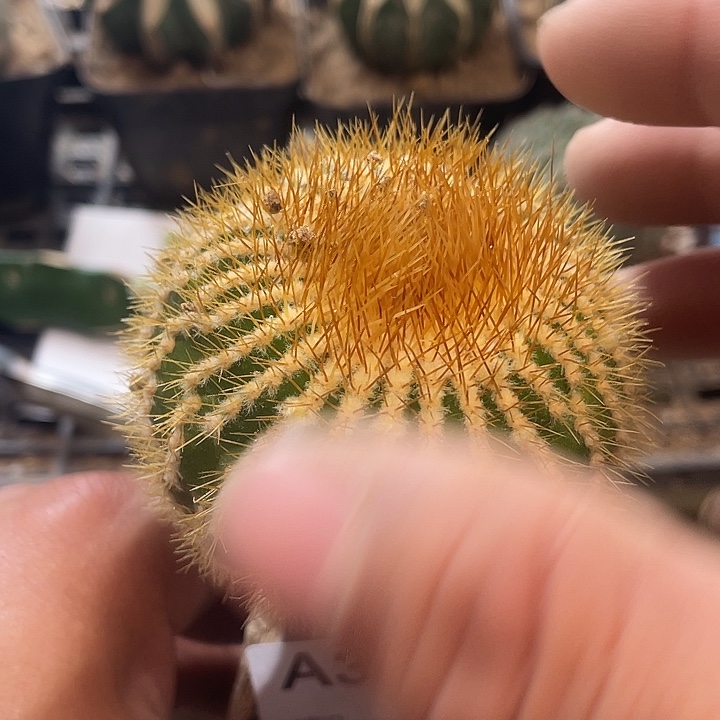 仙人球金刺优博379号