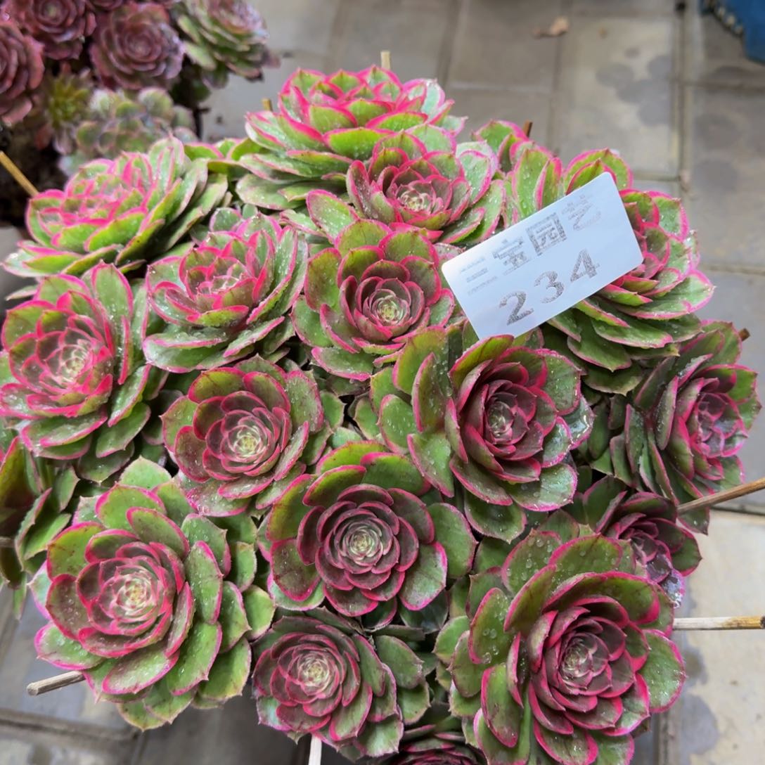 多肉植物234粉花妖