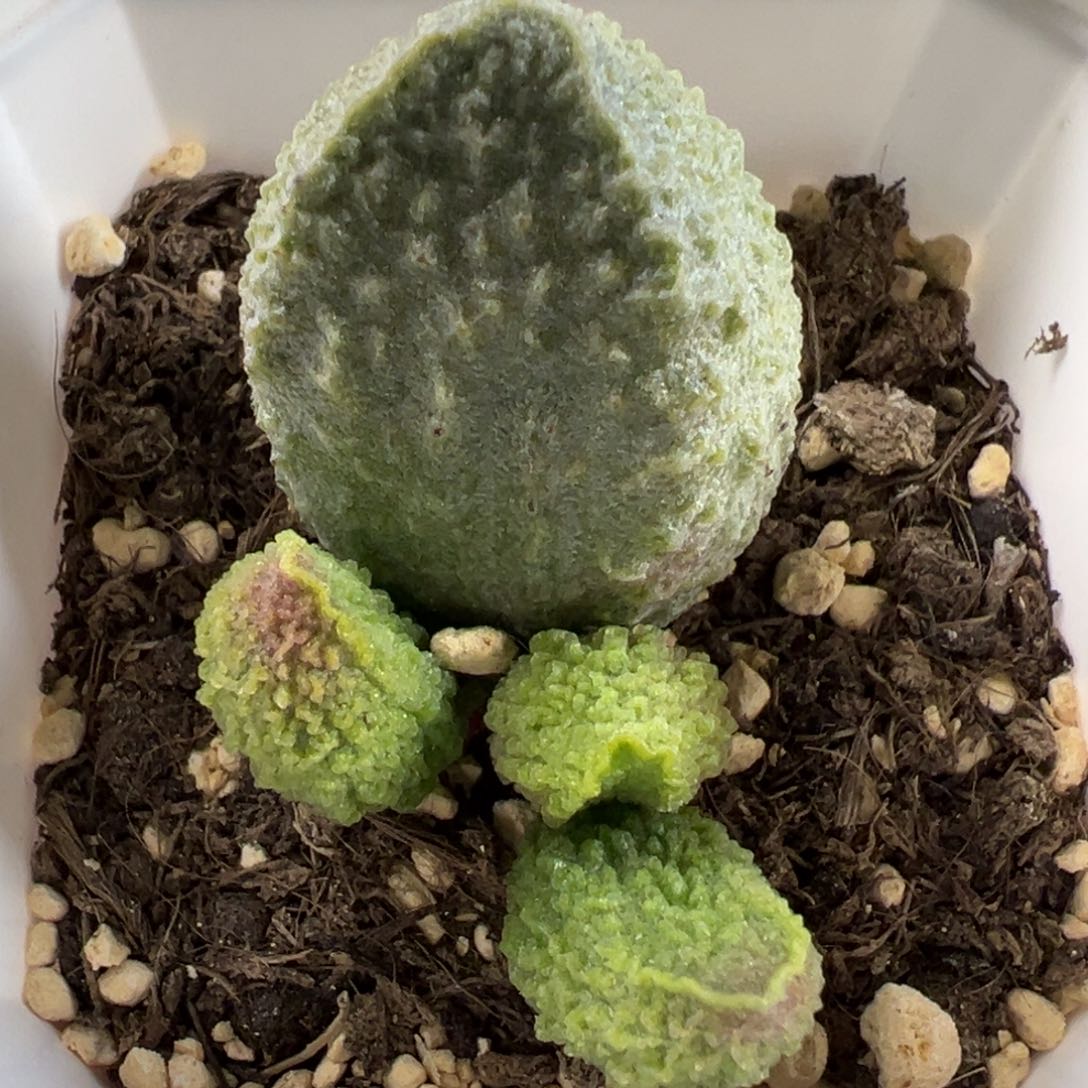 实生超大母叶底叶苗纹路款多肉