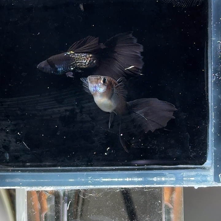 孔雀鱼金属蛇纹蓝尾赛级种鱼一对