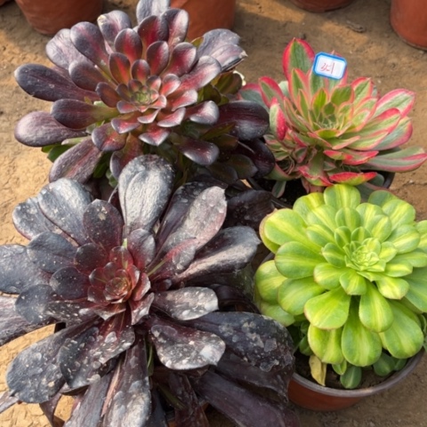 351多肉植物组合