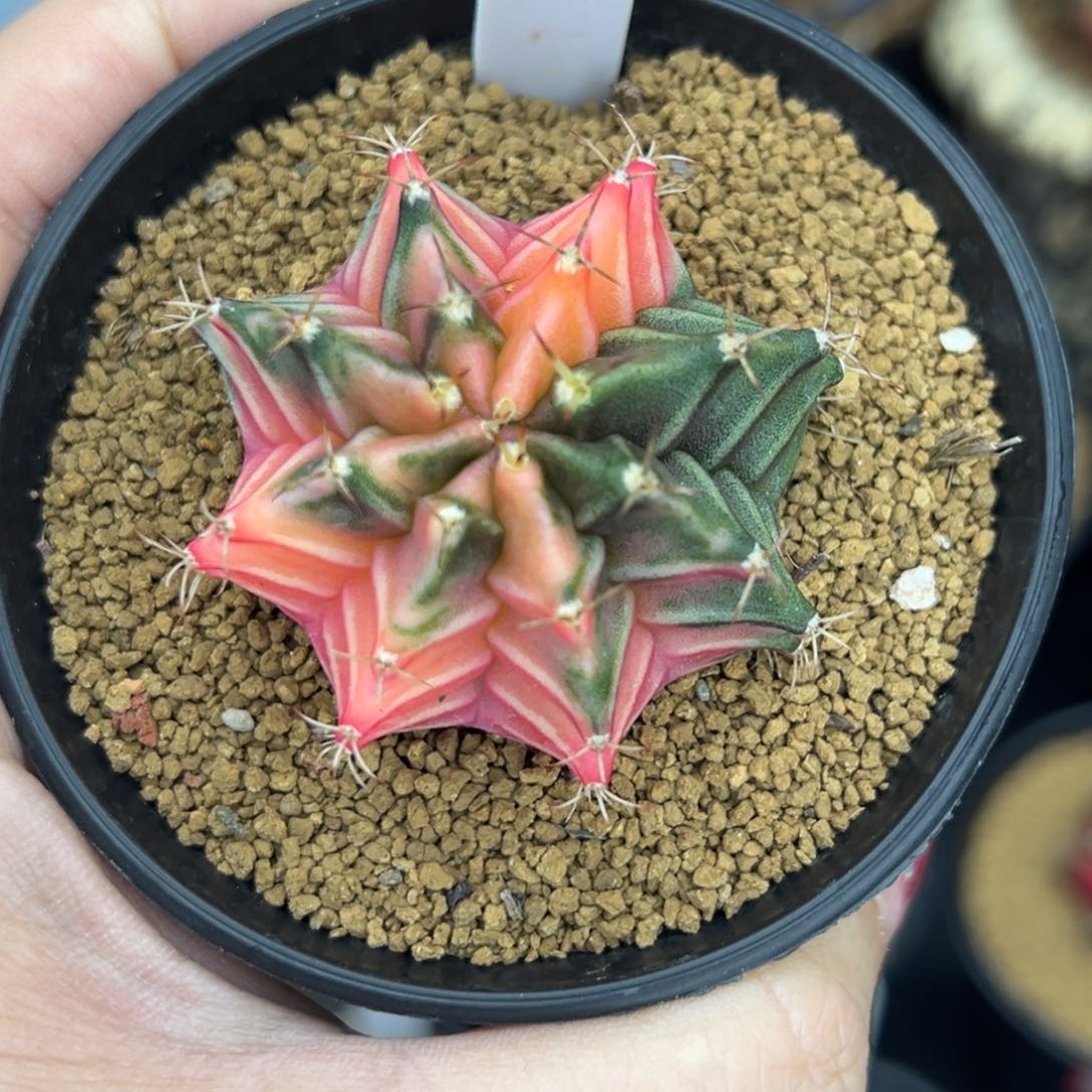 A66泰系肋骨锦，带盆土发货