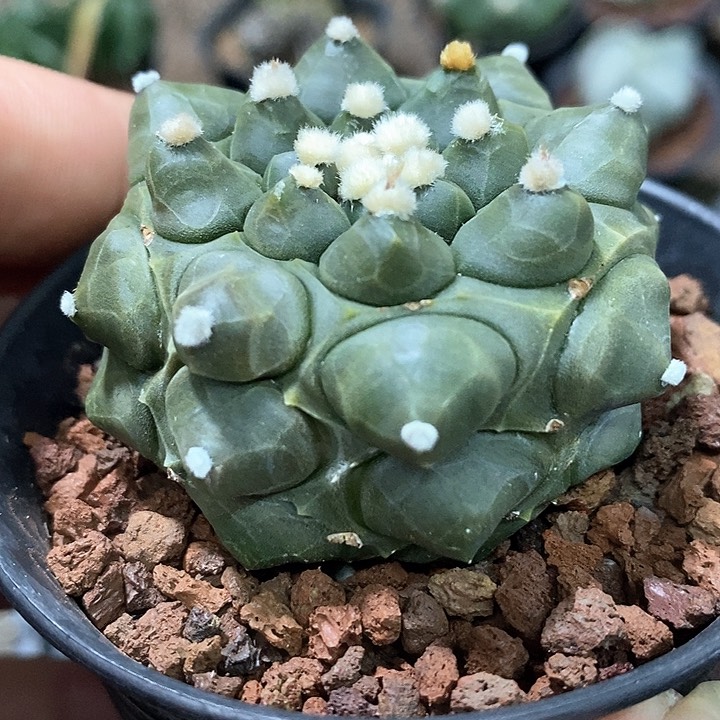 孤品实生顶级大圆锥尤角尤兜5.4cm