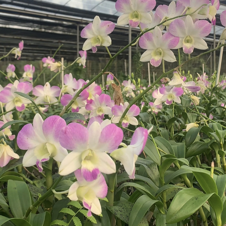 秋石斛胭脂（仙气）无花大苗