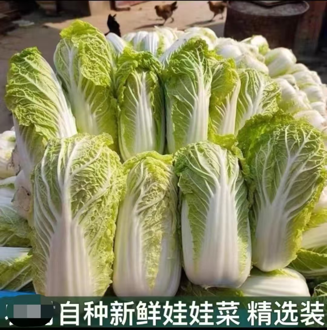 新鲜娃娃菜露天娃娃菜时令季节时蔬黄心正宗爽口火锅娃娃菜