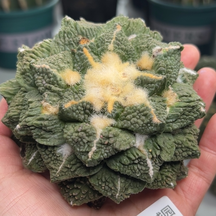 300 可帮发根可发货