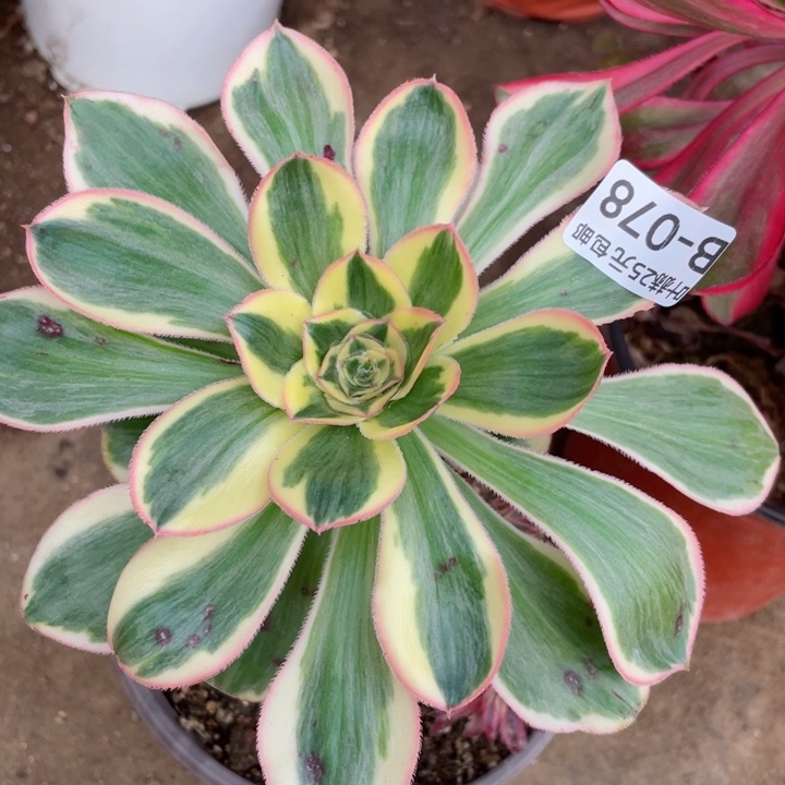 78艳资多肉12345678