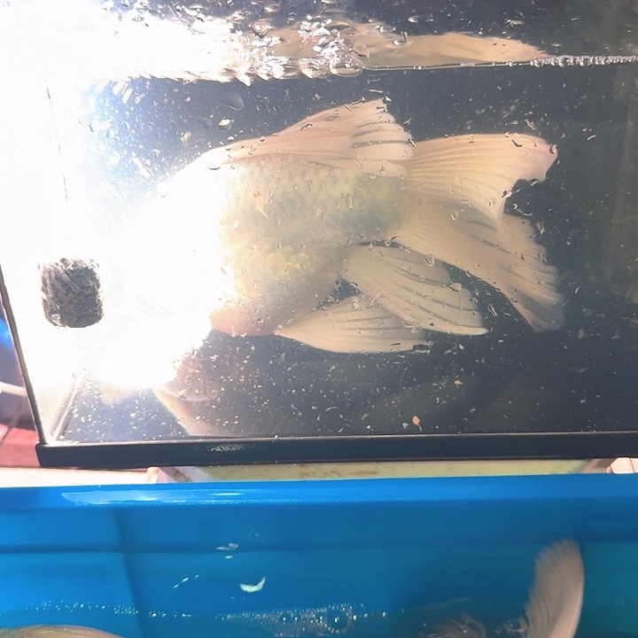 海水鱼蝴蝶鲤包邮88