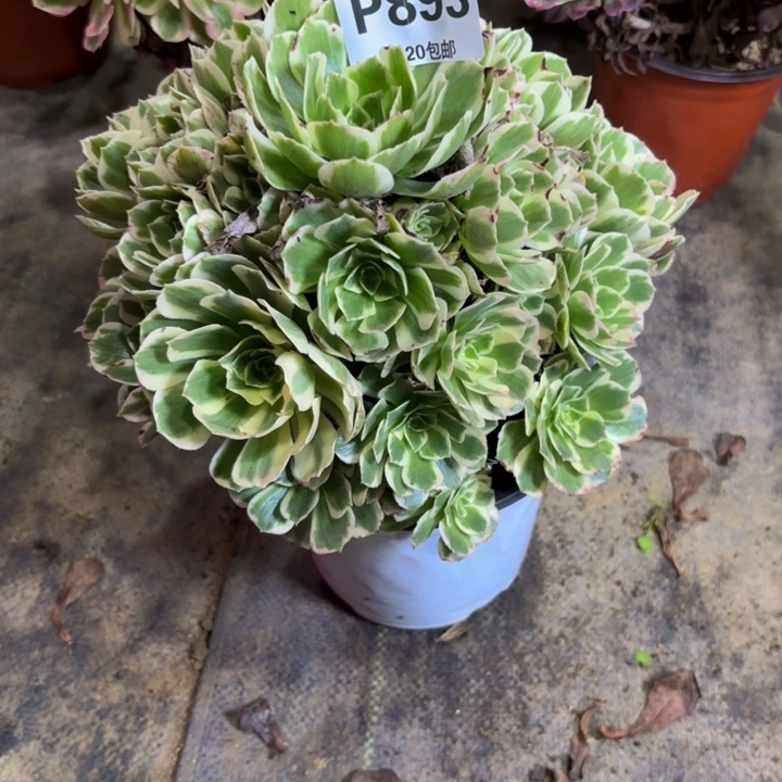 周***芬瑞妈多肉园艺893-