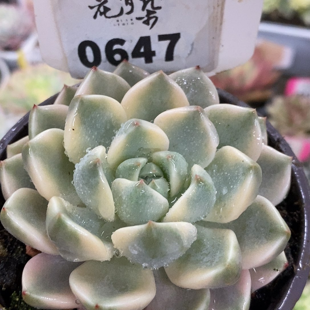 647红粉佳人哈哈哈哈哈哈