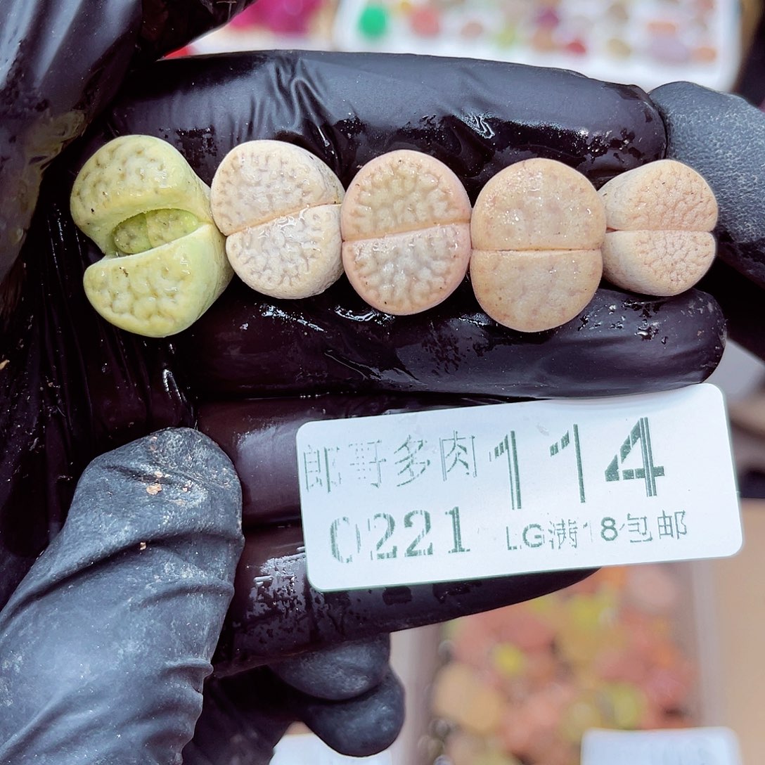 郎哥多肉生石花21-114
