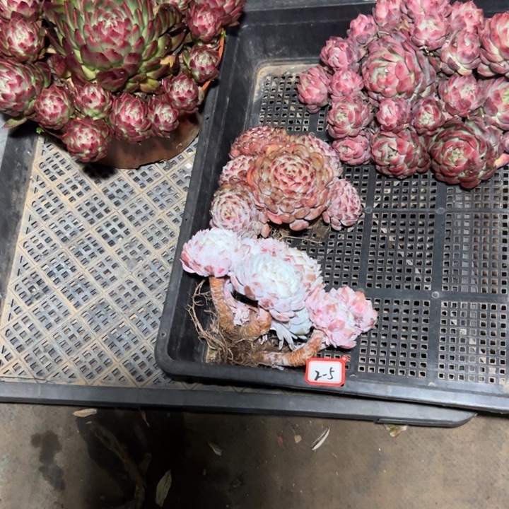 㞢***&精品多肉植物老桩