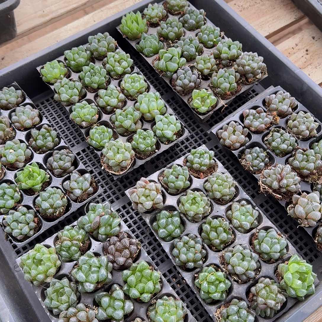 105孔玉露15颗带血盘量拍