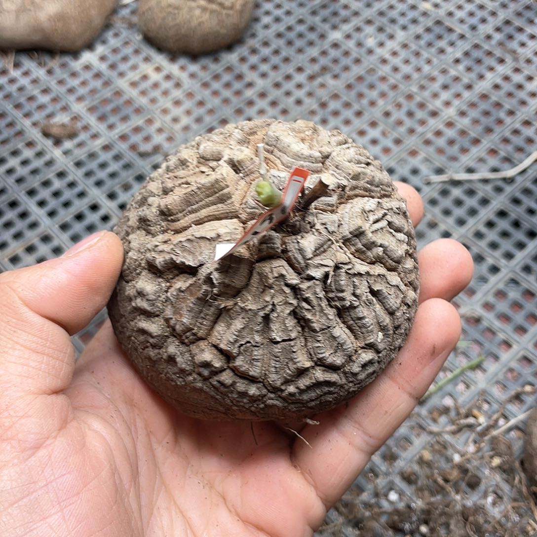 龟甲龙一物一拍2191号8.5cm