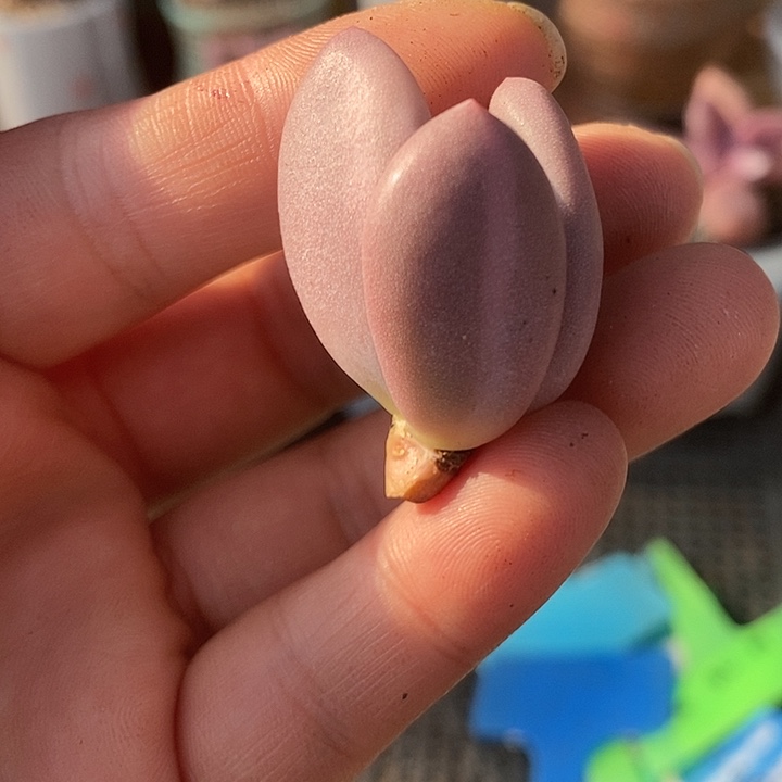 370奶酪锦，拉丝锦头盖无根啊啊啊紫皮