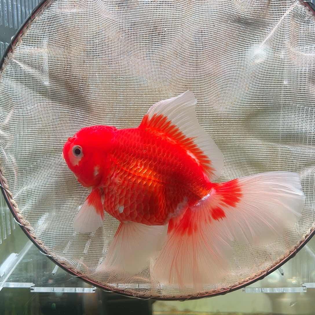 金鱼百褶泰狮亚成4