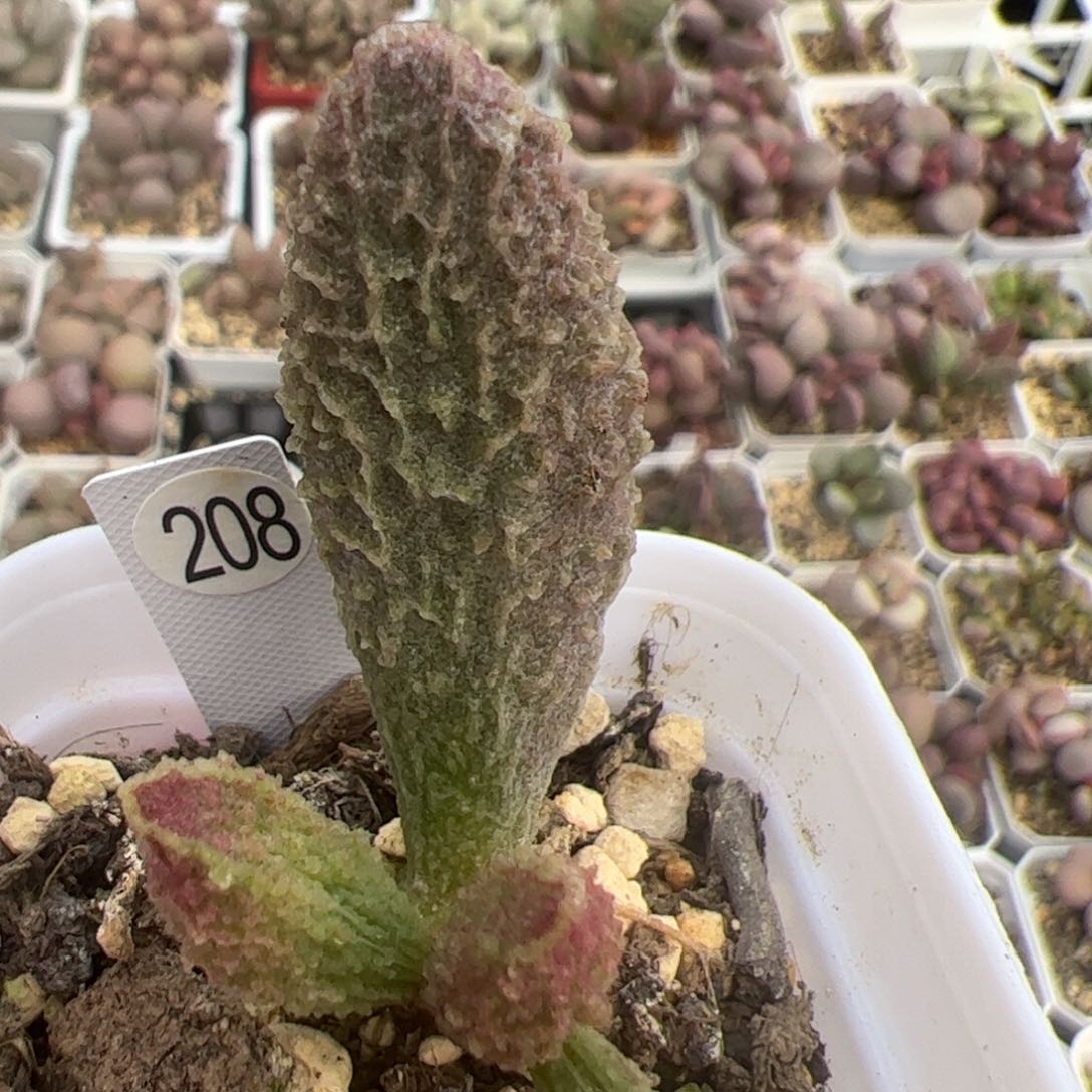 苍龙大苗多肉植物水泡多肉植物