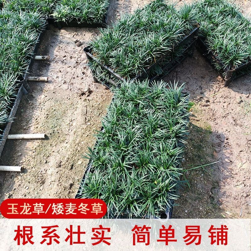 玉龙草庭院吸甲醛观叶植物净化空气矮麦冬草四季室外别墅小院绿化