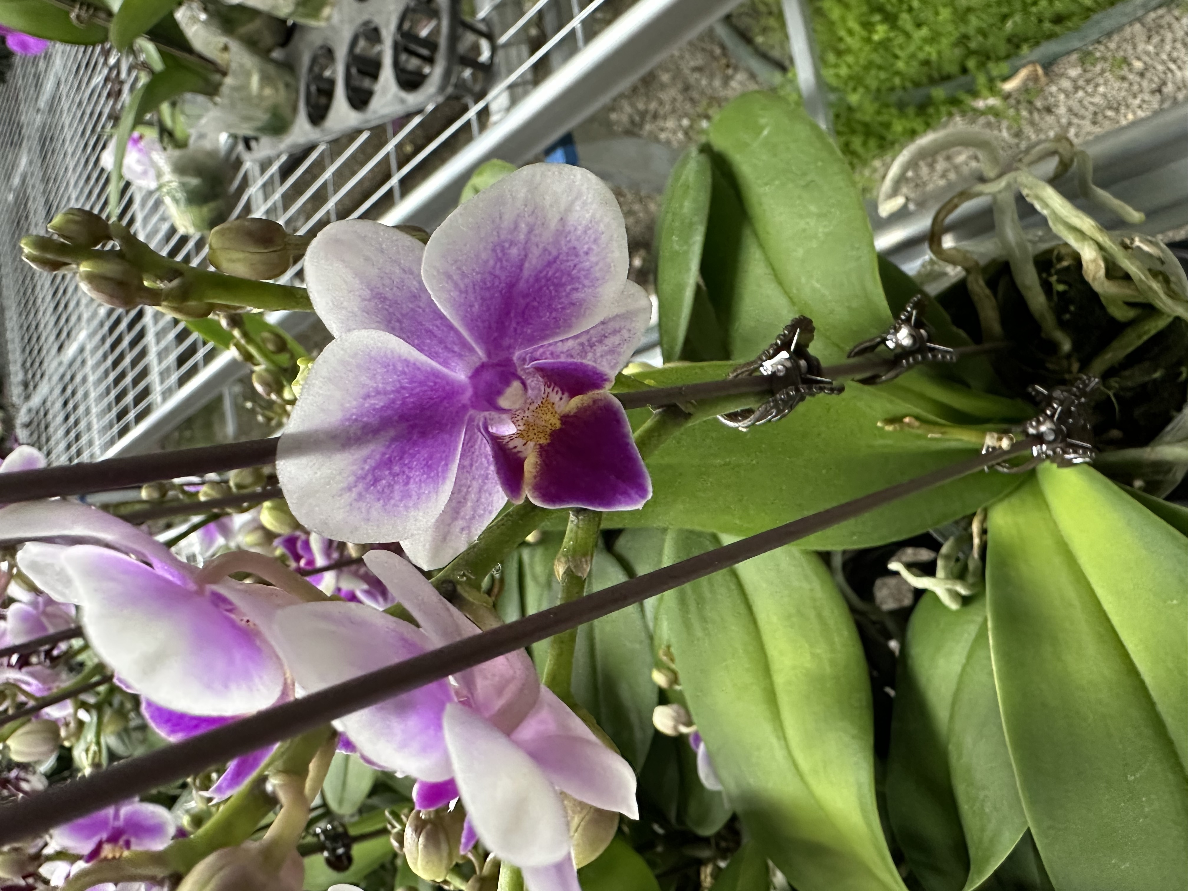 花之恋【馨香美人】蝴蝶兰鲜花