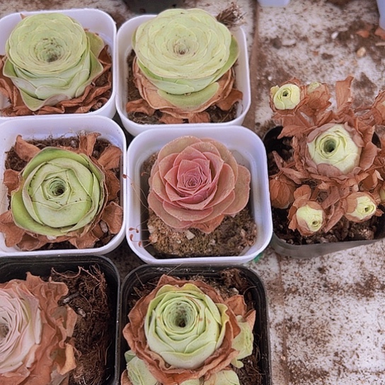 潘多拉玫瑰组合7盆多肉