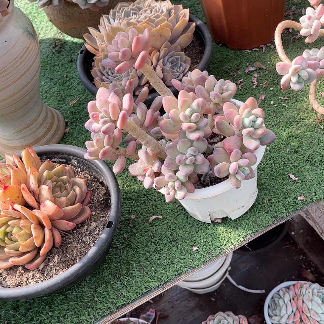 敏****言苹果多肉植物30