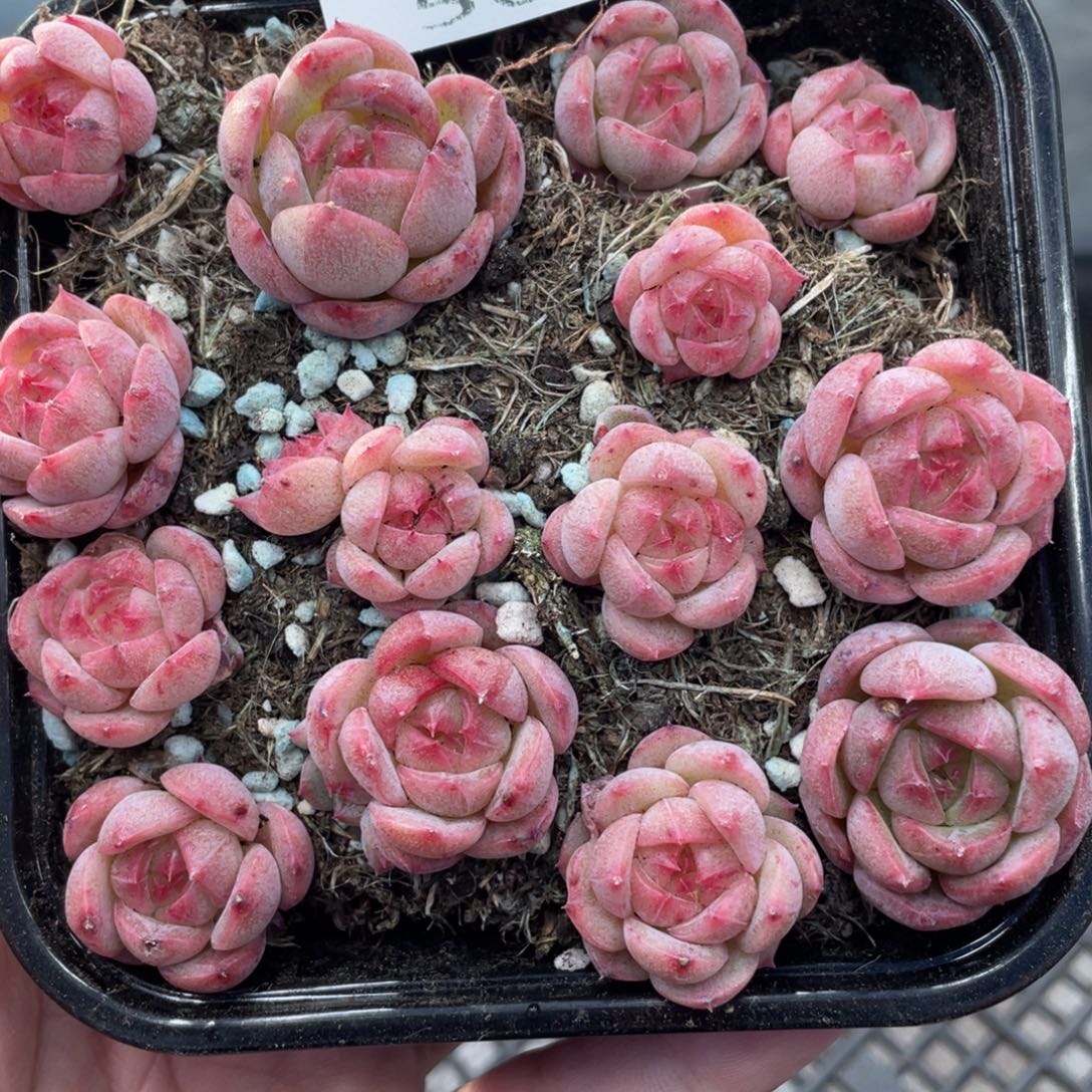 云糖心多肉植物564