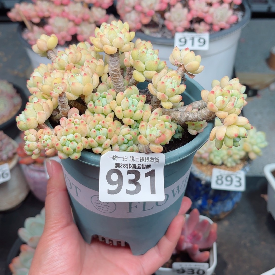 凝脂莲无盆土发货