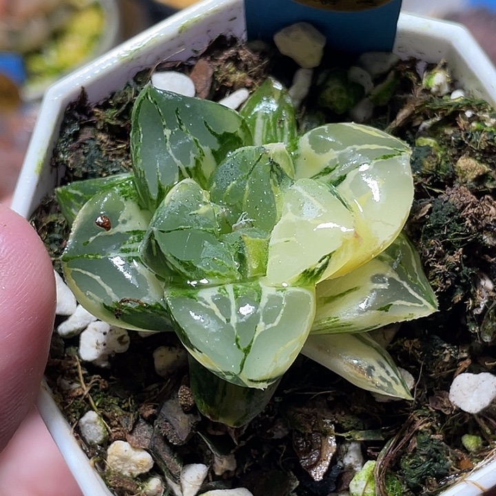 548莫迪卡锦特选福利