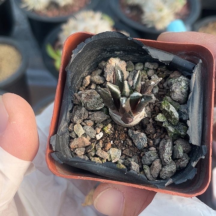320实生黑牡丹仙人球