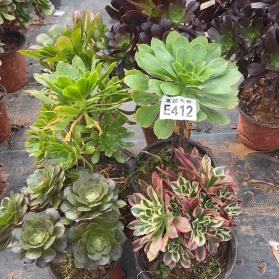 412六个不同法师不包断枝