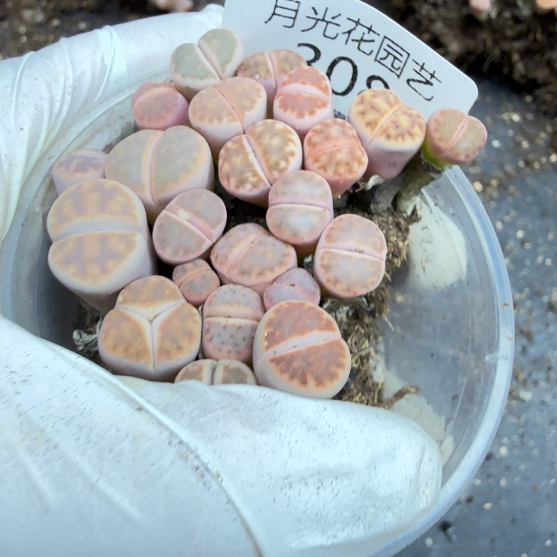 是不是很喜欢这个风格哟这个308