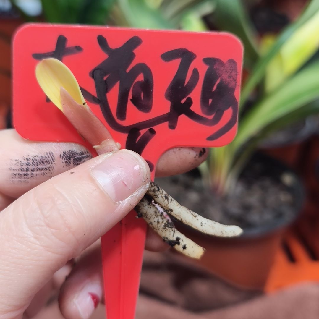 大***形无花朵君子兰直播带货