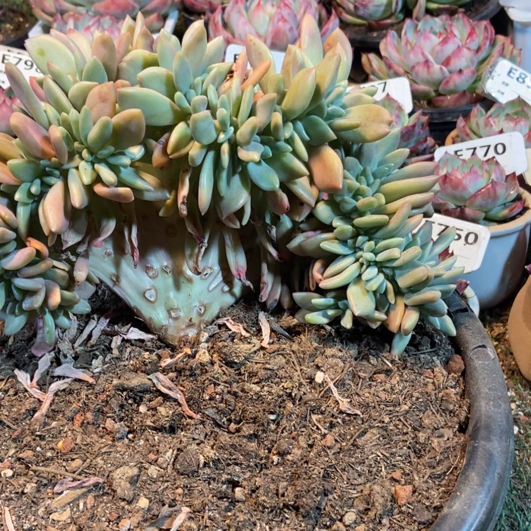 桃花源缀多肉植物保护