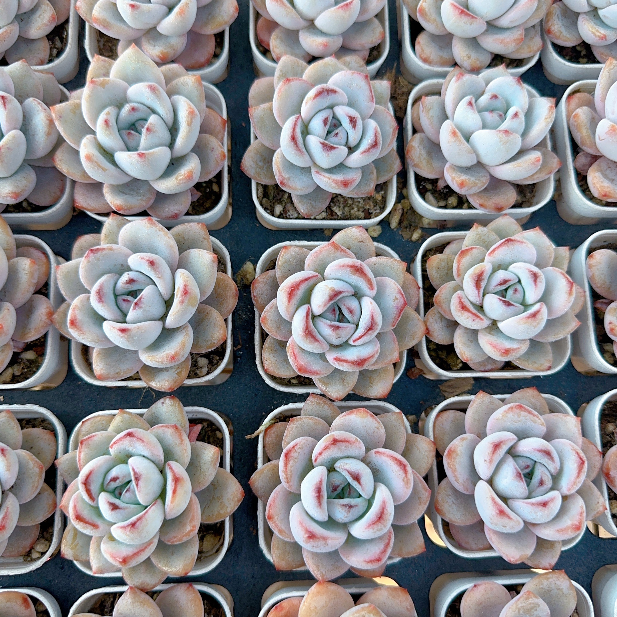 五厘米盆星星雪多肉（满18包邮）