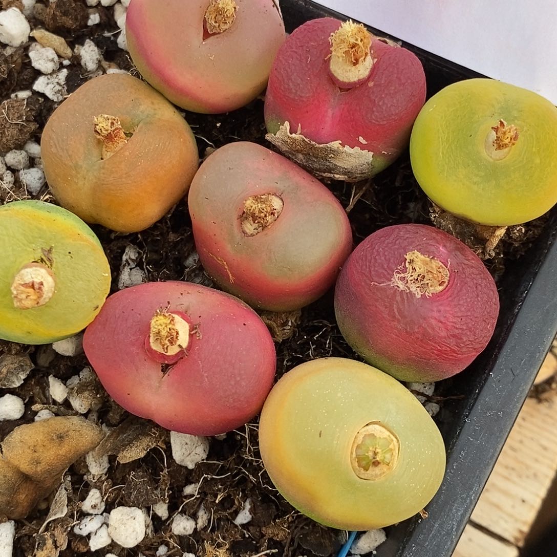 1015彩蟠桃一组。    