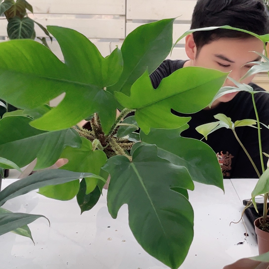 无花朵红毛腿蔓绿绒量拍