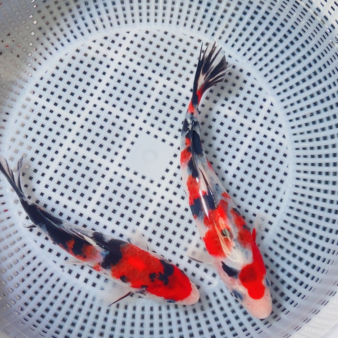 锦鲤锦鲤观赏鱼1111