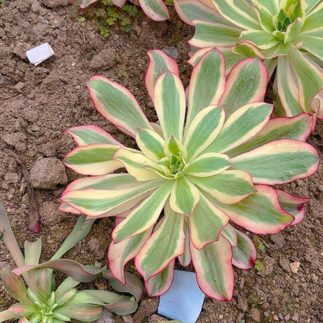魅影香妃手捧荔枝手捧多肉植物