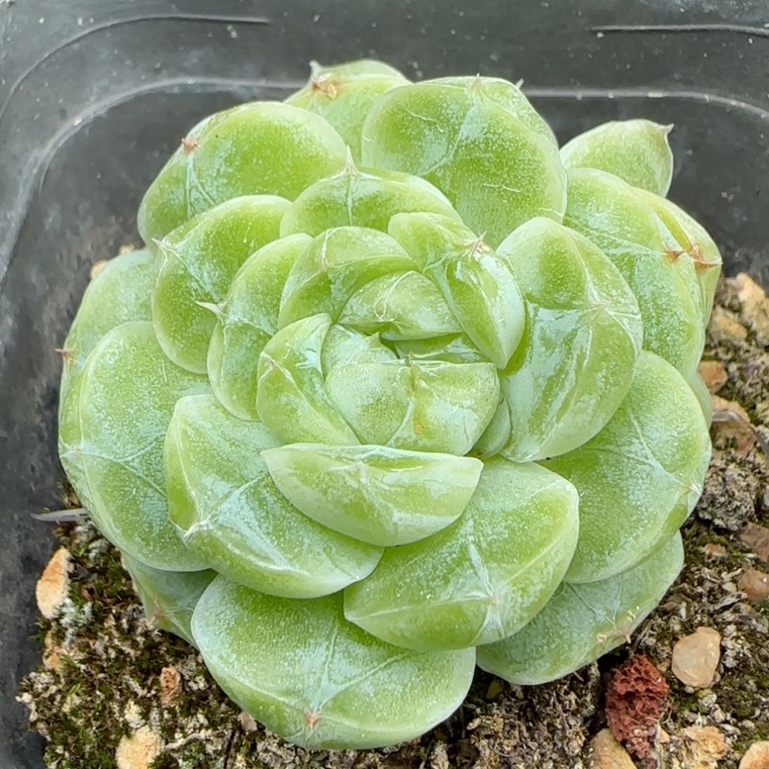 一物一拍秃子麦秆