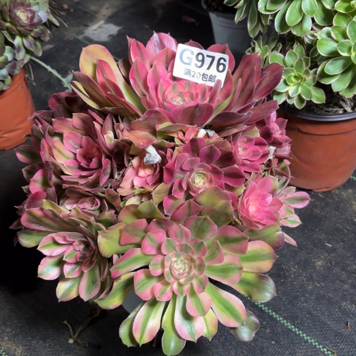 瑞妈一物一拍976