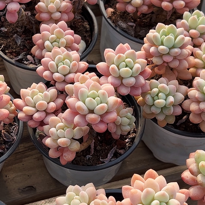 团022   泡泡酱  福利