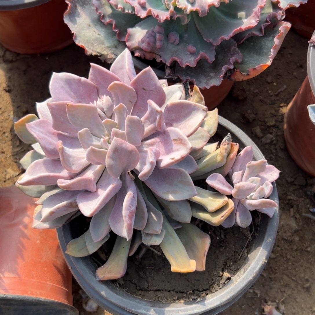 多肉植物丘比特大颗