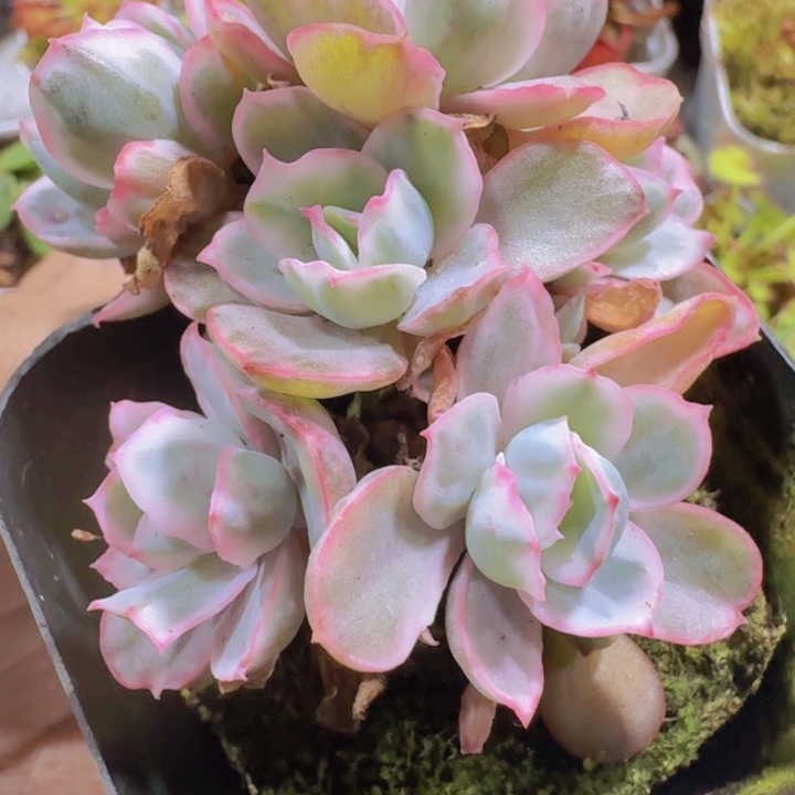 伯克利锦王炸一颗