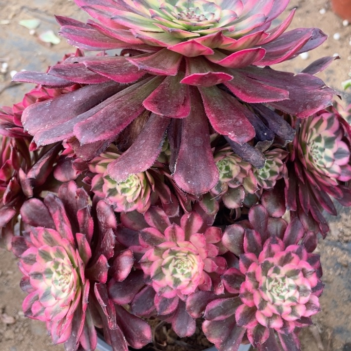 玉**香615多肉植物月蝉