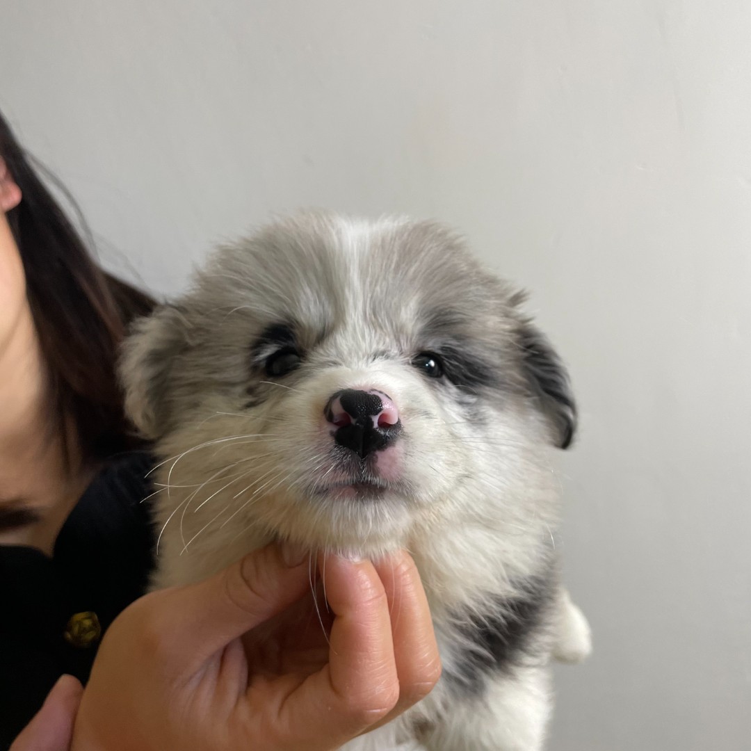 边境牧羊犬双血统陨石妹妹边牧幼犬五十天疫苗齐全保健康保细小